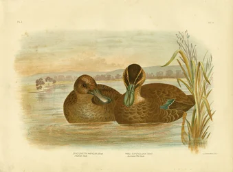 Australische Wildente